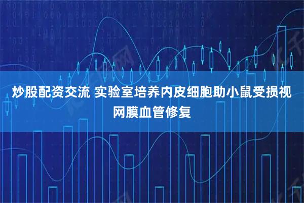 炒股配资交流 实验室培养内皮细胞助小鼠受损视网膜血管修复
